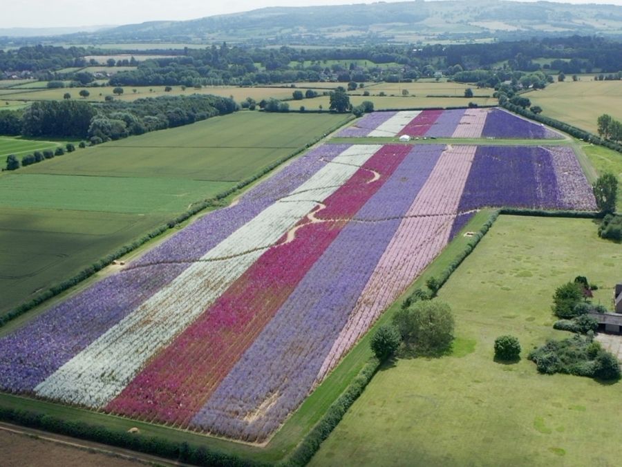 The Confetti Flower Field from above.