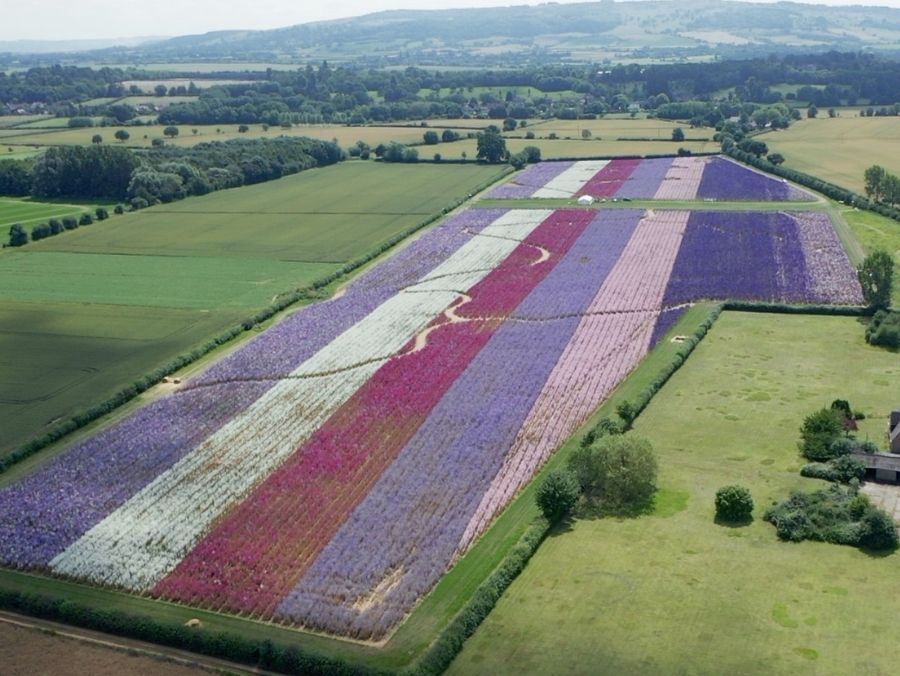 The Confetti Flower Field from above.
