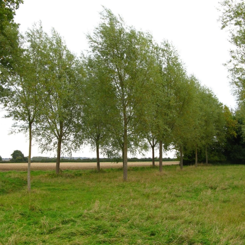 cricket bat willow trees on the wyke manor estate cricket bat willow trees on the wyke manor estate