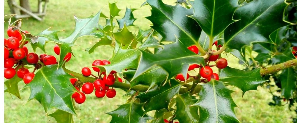 holly holly berries