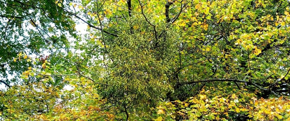 mistletoe a bunch of mistletoe