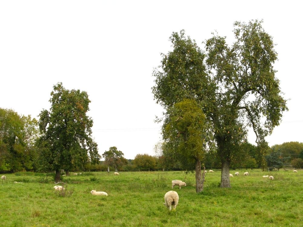 orchards full of mistletoe and sheep orchards full of mistletoe and sheep on the Wyke Manor Estate