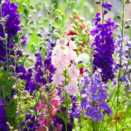 Flower Field Seeds