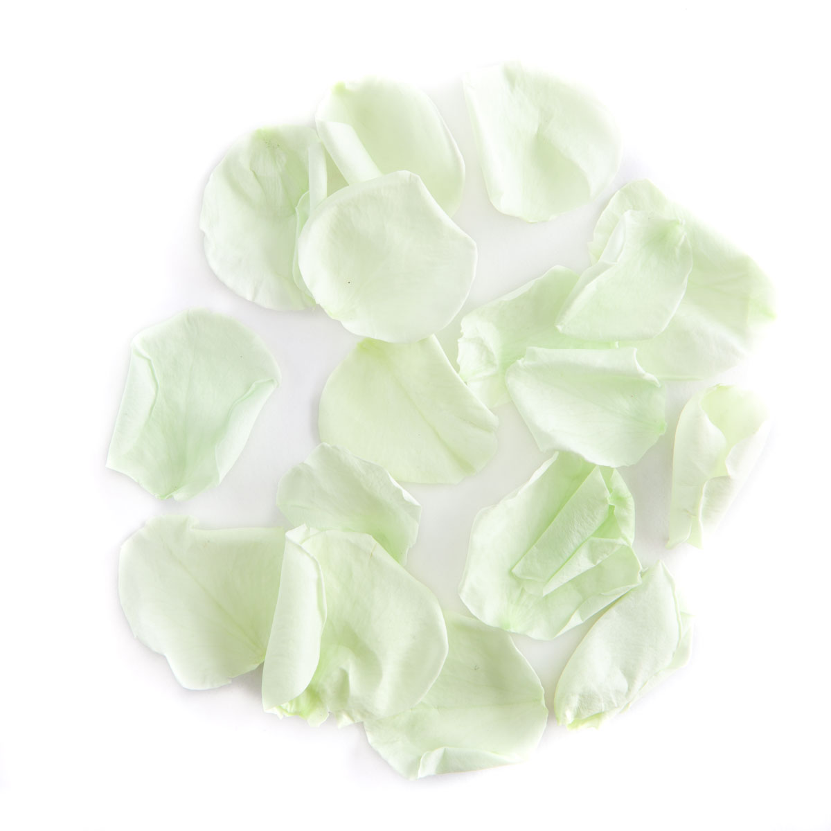 Mint Coloured Rose Petal Sample