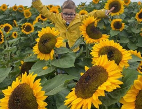 Coming Soon…. The Sunflower Field!