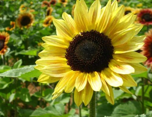 The Sunflower Field on the Wyke Manor Estate 24th – 30th August 2021!
