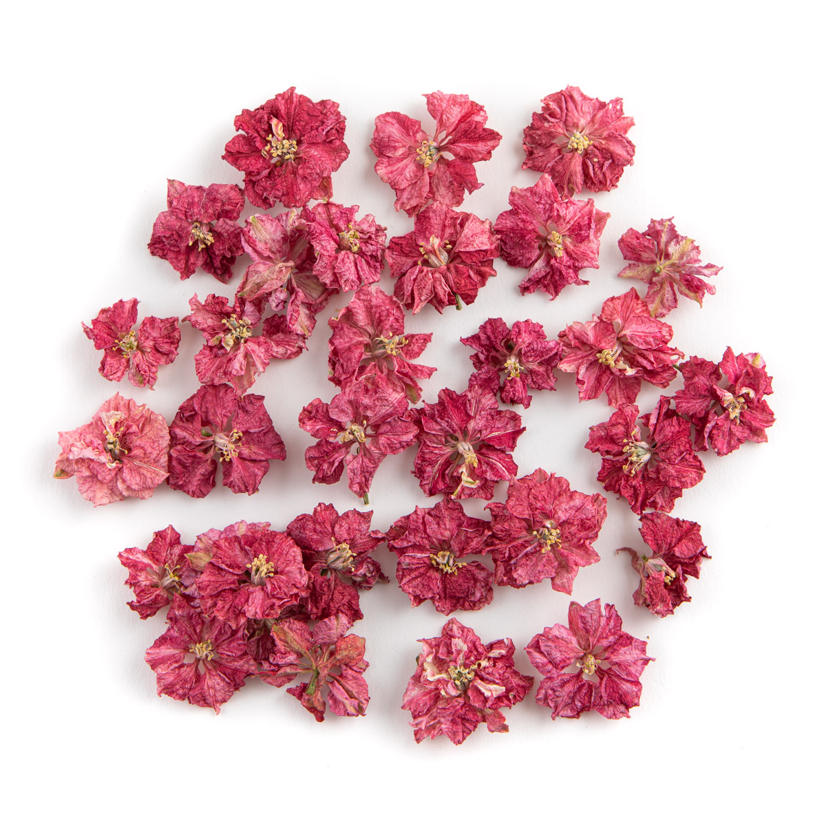 Raspberry Delphinium Flowers Sample