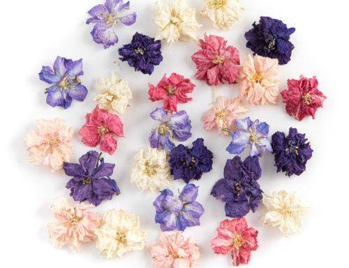 The lowdown on our beautiful new Delphinium Flower Confetti