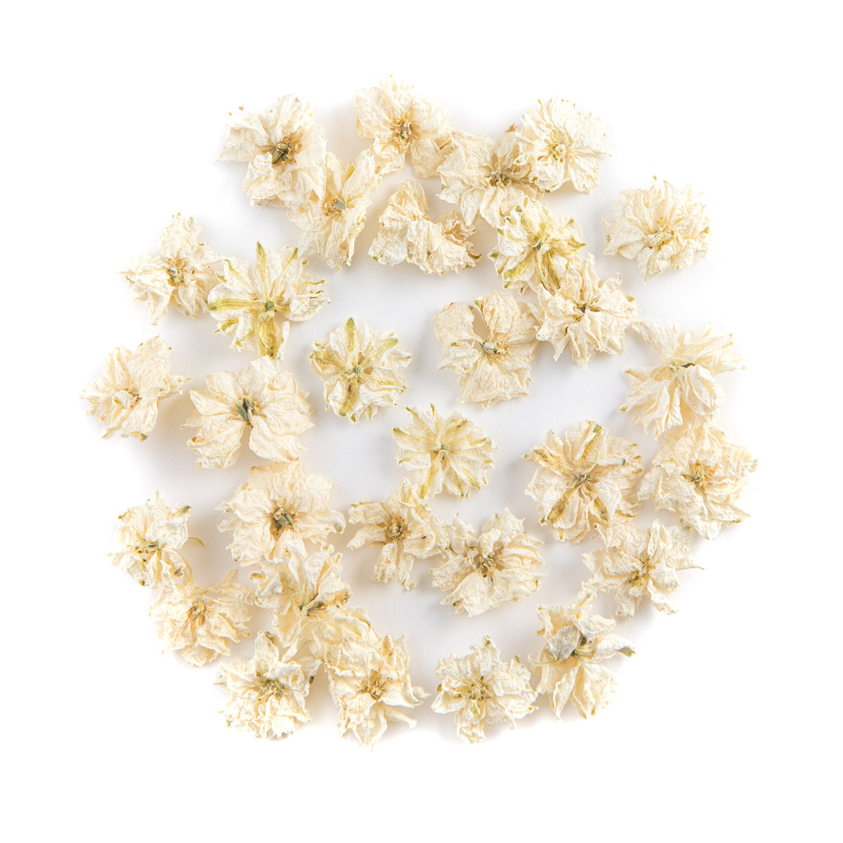 Ivory Delphinium Flowers Sample