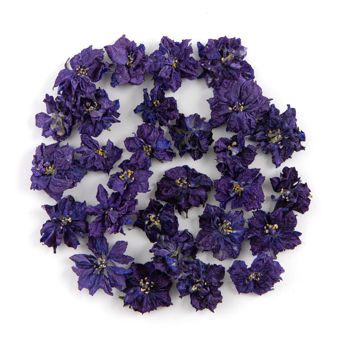 Purple Delphinium Flowers