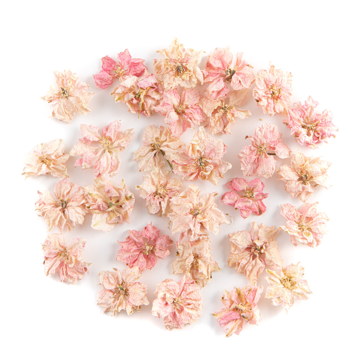 Pale Pink Delphinium Flowers