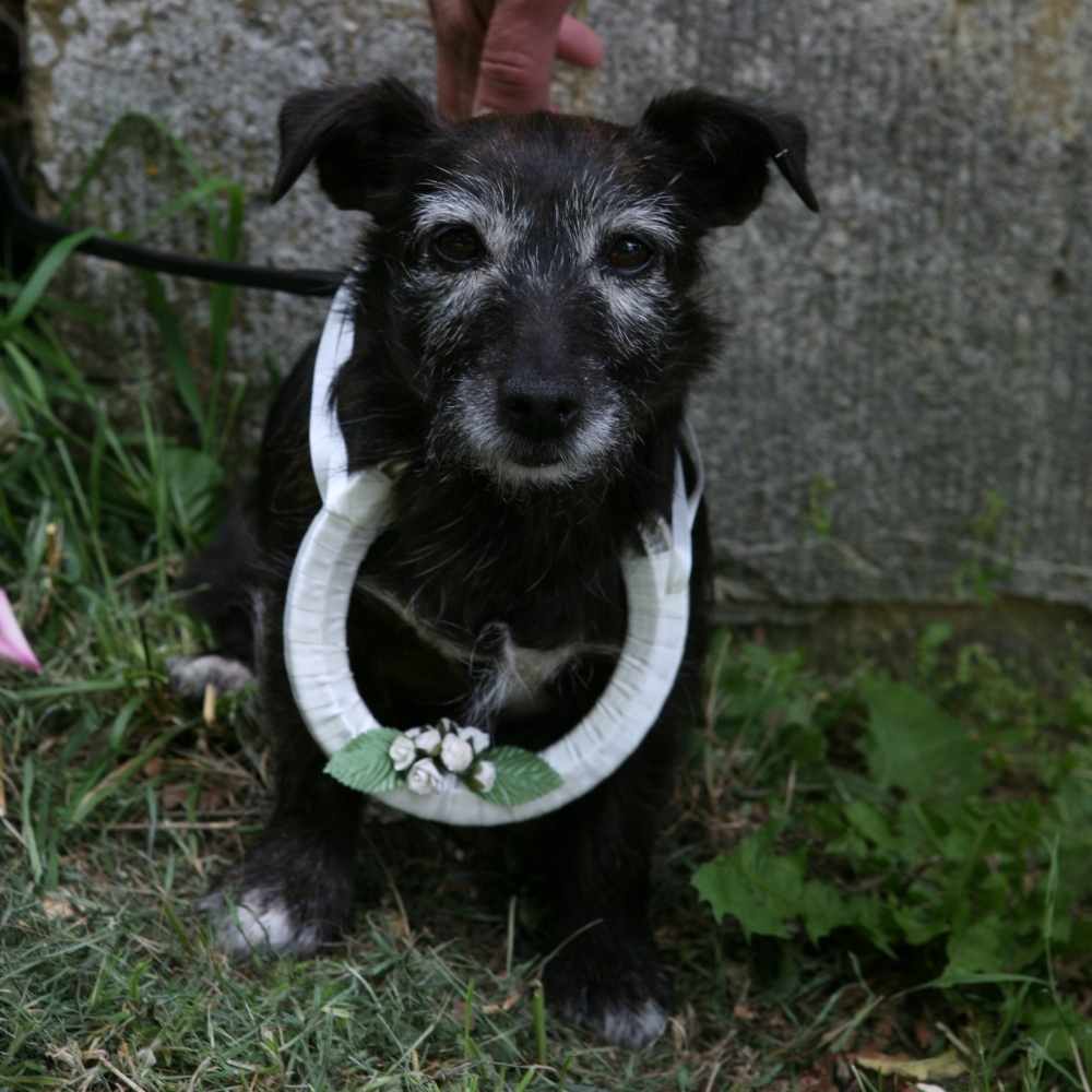 a little dog with our handmade horseshoe