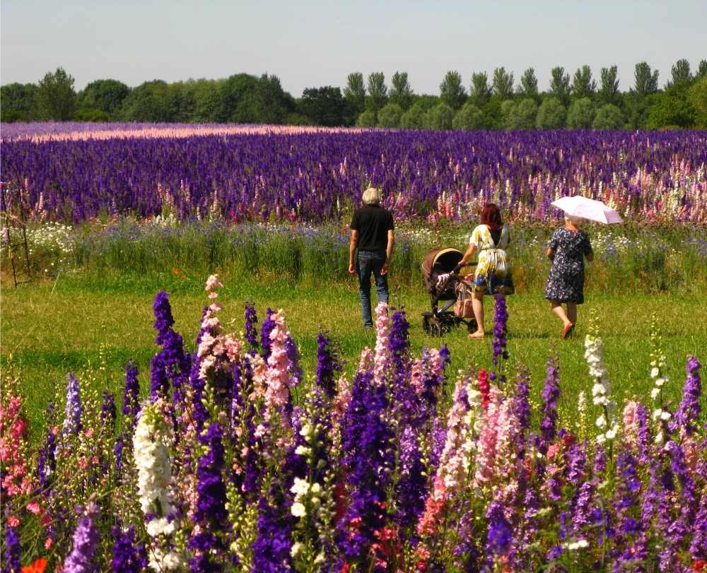 walking in the confetti flower field