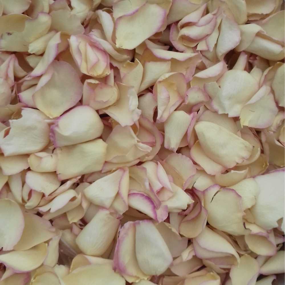 pink & cream large natural rose petals