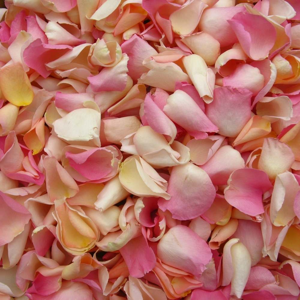 bridal blush rose petals