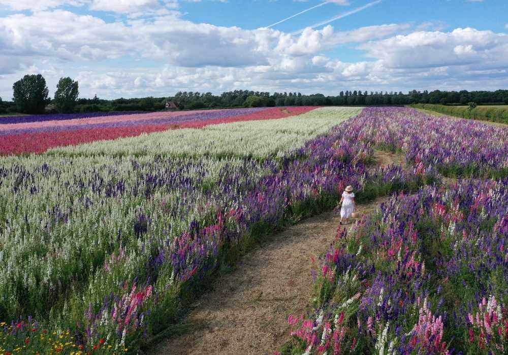 Visiting The Confetti Fields 2023