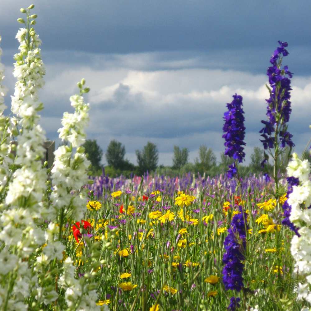 confetti flower field 2023 (1)