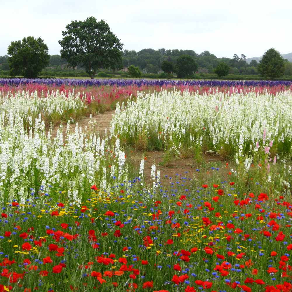 A pathway winding through the poppies, wildflowers, white, pink and purple delphiniums in the Confetti Flower Field 2024.