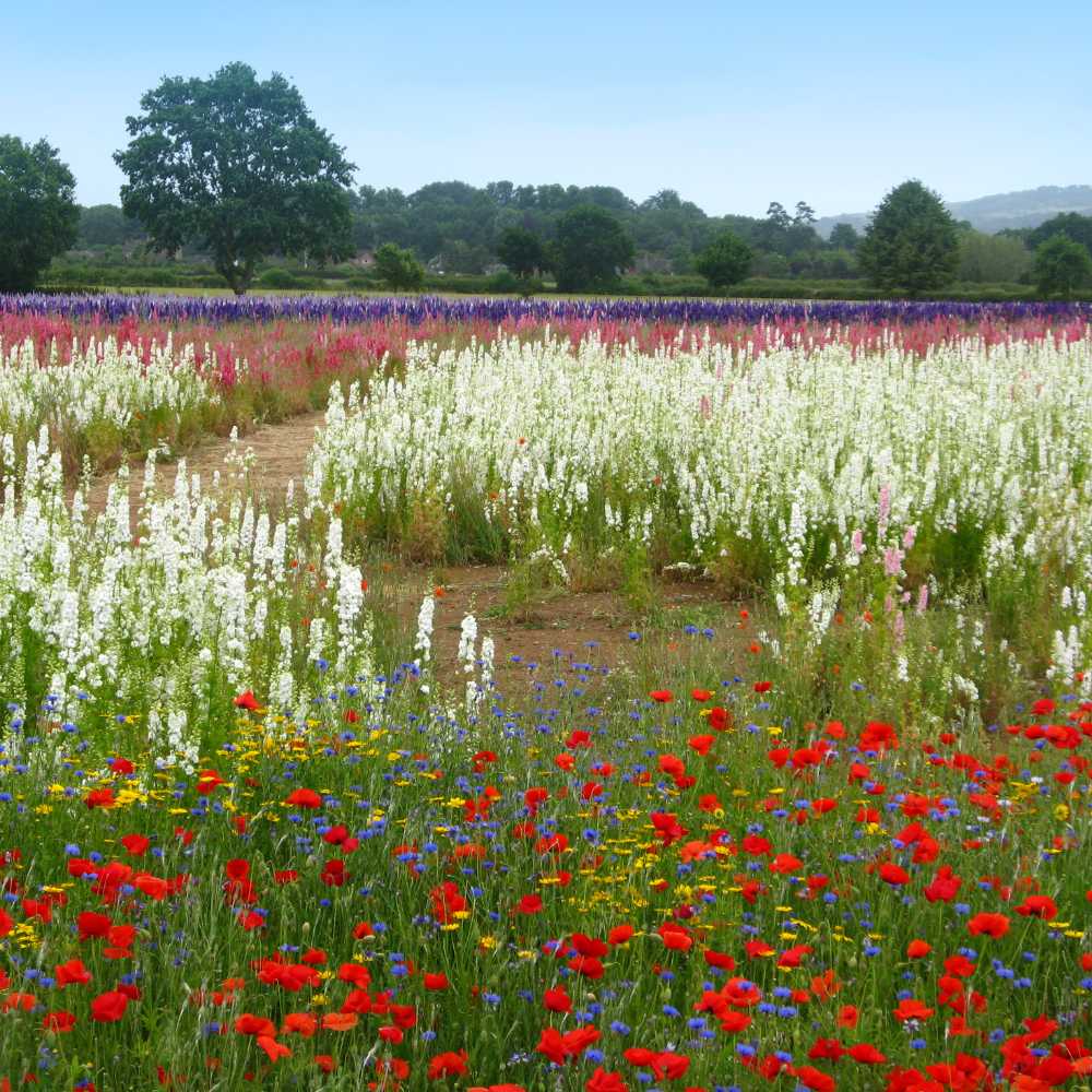 a winding pathway through the confetti flower field