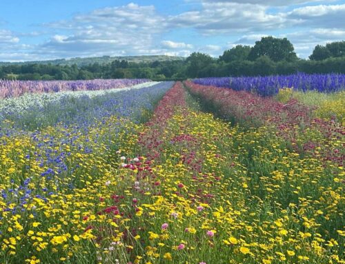 A weekend in Worcestershire – the Flower Field and so much more…