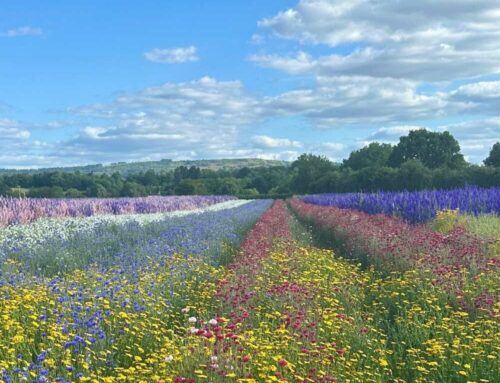 A weekend in Worcestershire – the Flower Field and so much more…